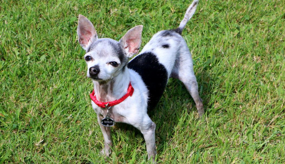 arthritis in dogs, photo of an older black and white chihuahua looking at camera standing on green grass