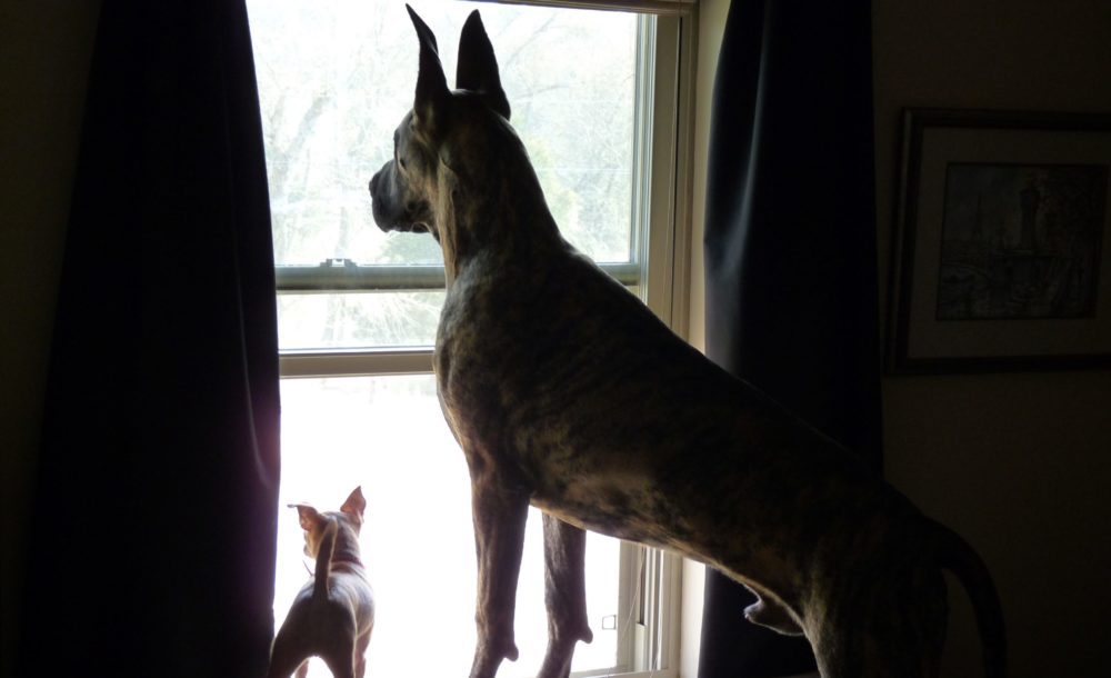 a great dane and a chihuahua looking out a window together