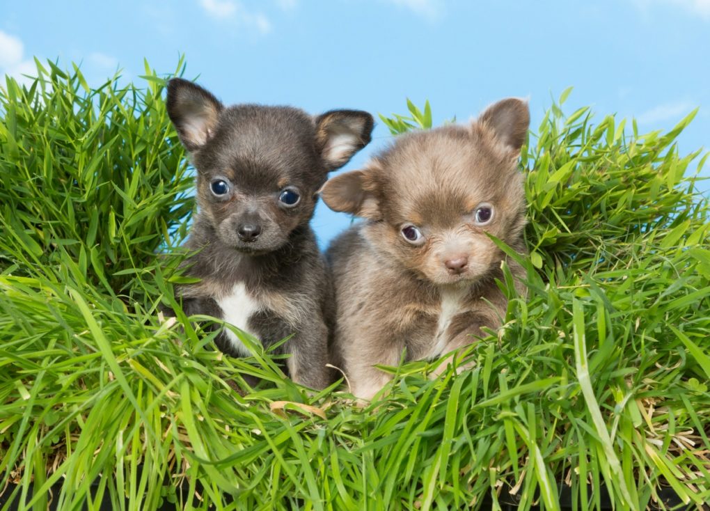 black and fawn Chihuahua puppies with background of tall grass