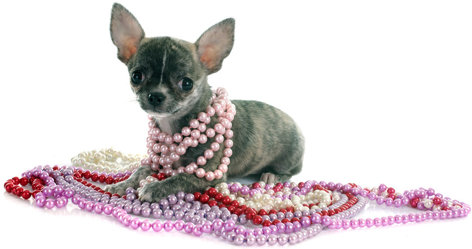 chi-puppy-surrounded-by-necklaces-shutterstock_249934366