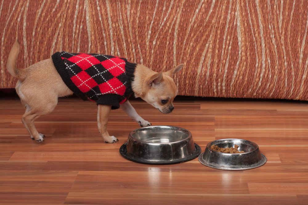 brown short haired chihuahua wearing an argyle sweater approaching food and water bowls with brown background