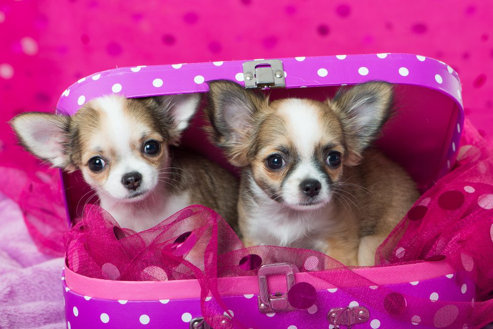 adopt chihuahua puppy, two chihuahua puppies in purple polka dot suitcase with pink background
