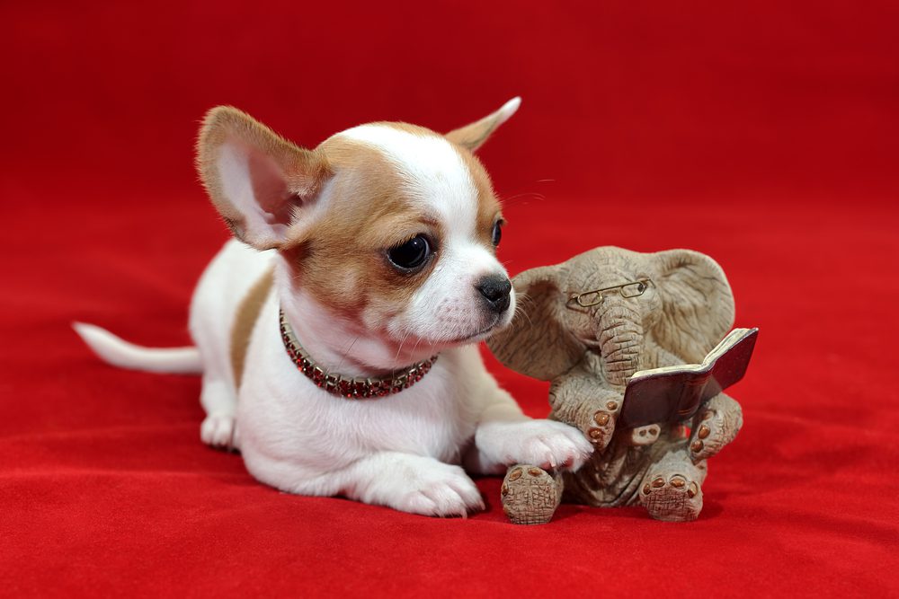 adopt a chihuahua puppy, chihuahua puppy with stuffed elephant holding a book