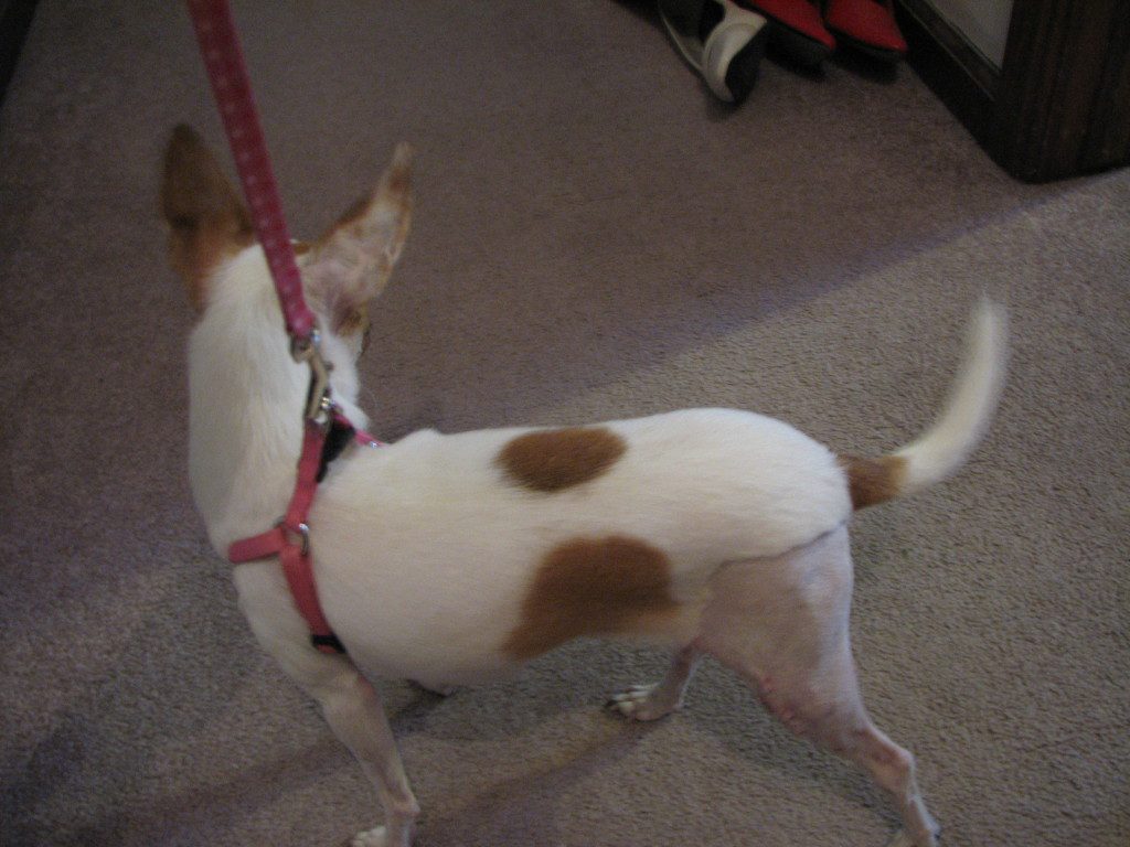 fawn and white chihuahua named pebbles with her hind quarters shaved from surgery to correct a floating knee cap 