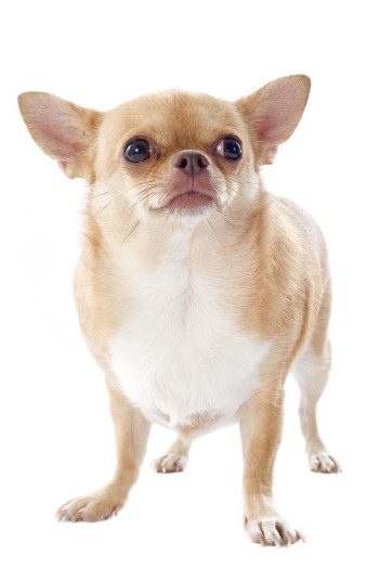 obese purebread fawn and white chihuahua on white background