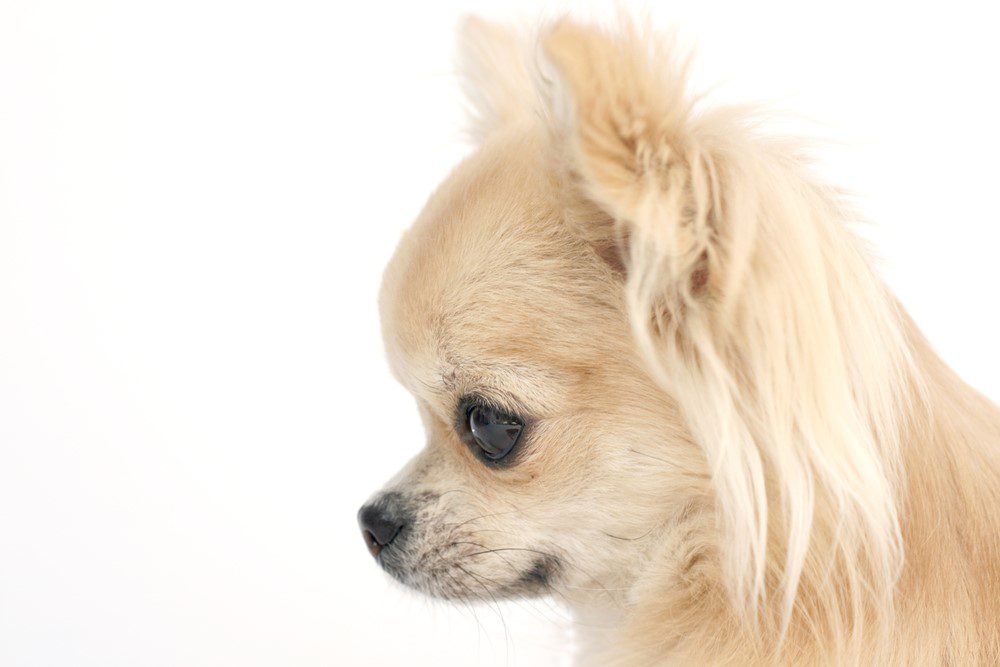 fawn colored apple head chihuahua on white background