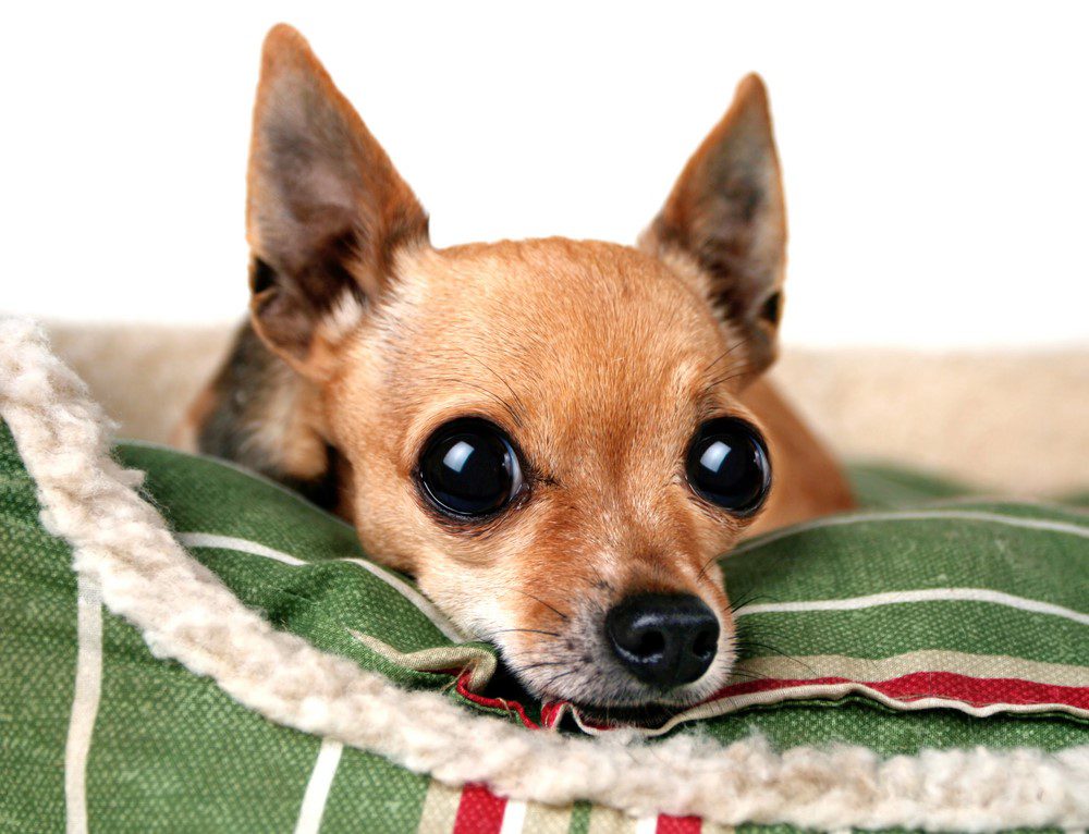 fawn colored deer head chihuahua laying on a green and red stripped bed with a white backgound