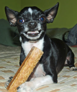 a picture of a black and white chihuahua holding a bone in his paw, snarling at the camera