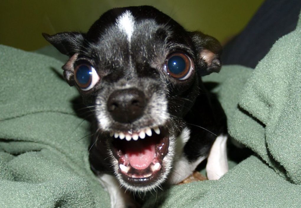 picture of a black chihuahua snarling and showing it's teeth