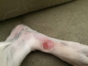 This is Pebbles' lick granuloma