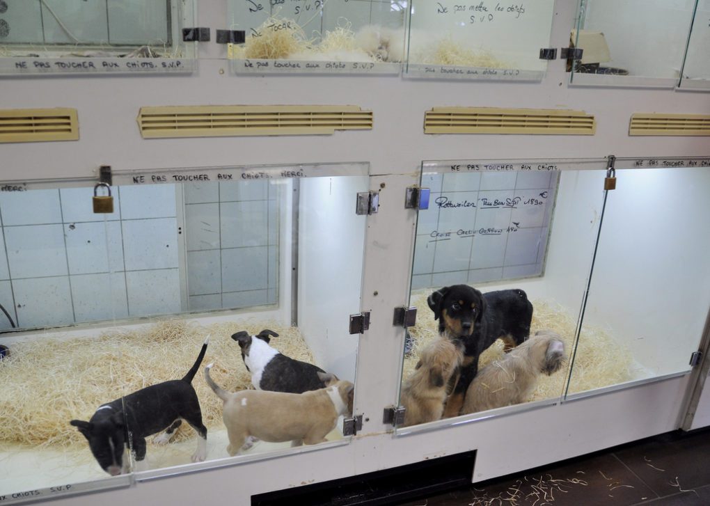 Is using a crate cruel? puppies in a glass cage in a pet store