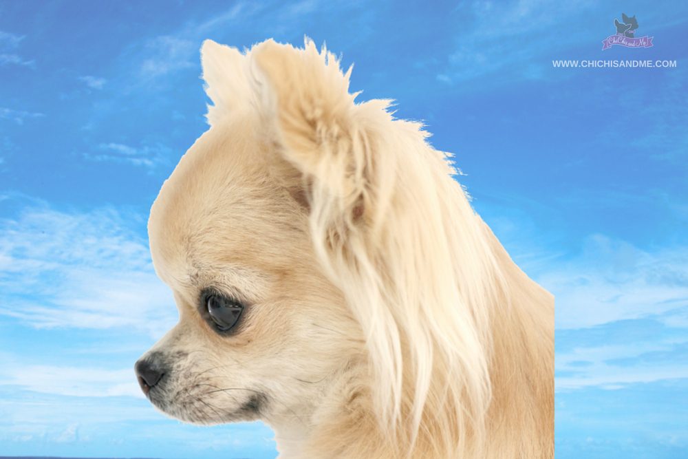 type of chihuahua, a cream colored apple head chihuahua