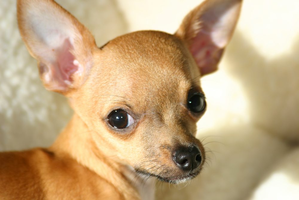 type of chihuahua, a brown deer head chihuahua