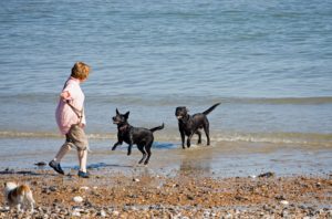 dogs-playing-on-beach