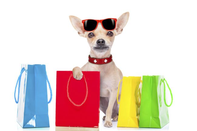 shopping with chihuahua, chihuahua with shopping bags and sunglasses