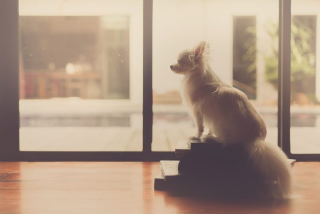 indoor exercise, chihuahua inside looking out a door