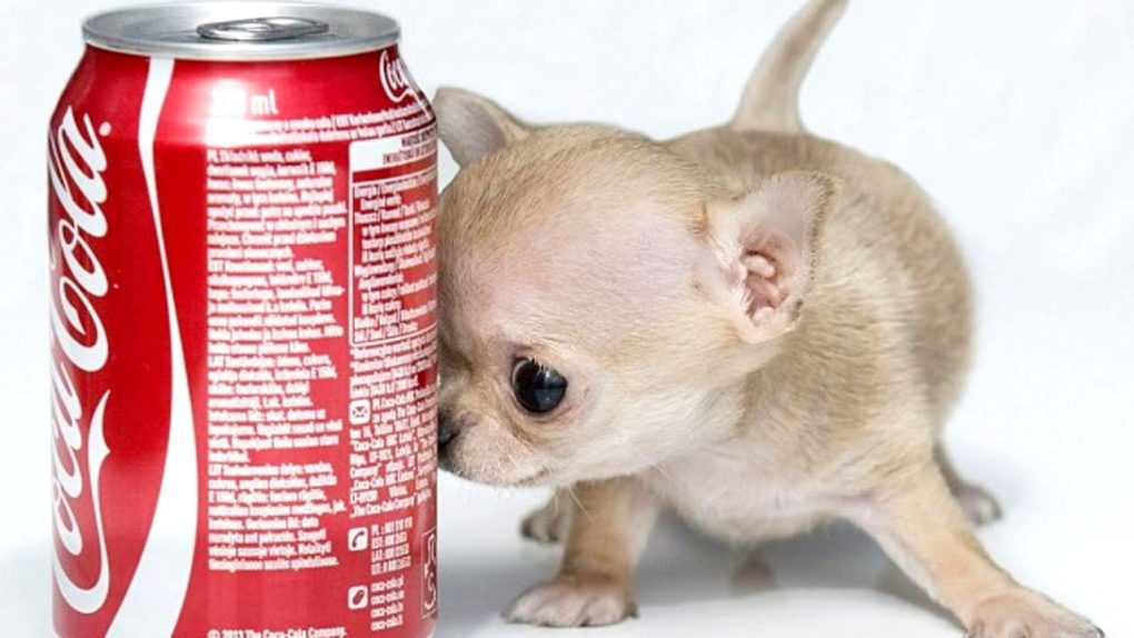 do teacup chihuahuas live long