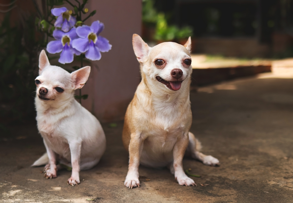 Chihuahuas come in a variety of sizes, but no teacup