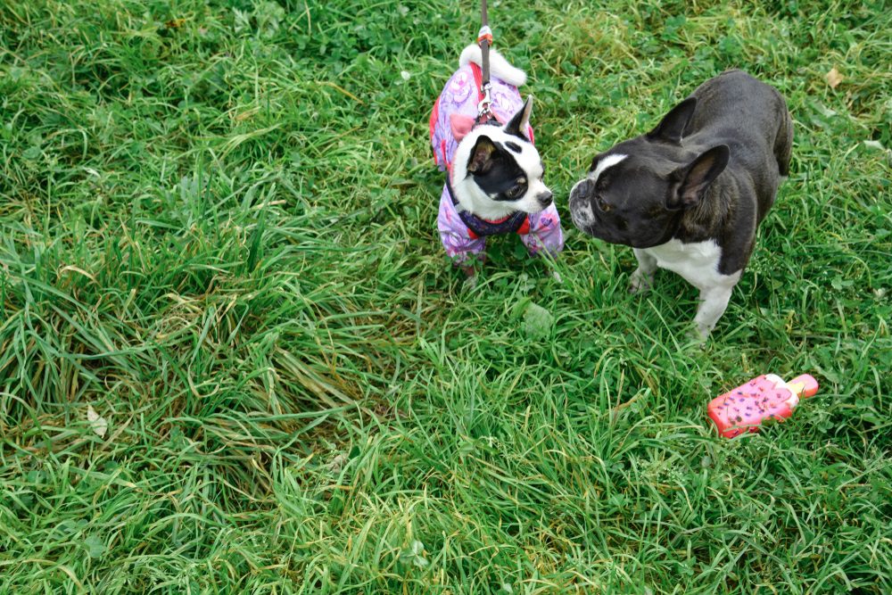 chihuahua and boston terrier sniffing each other in grassy area