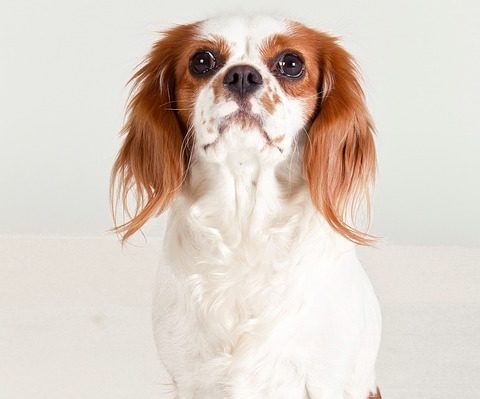 Cavalier King Charles Spaniel