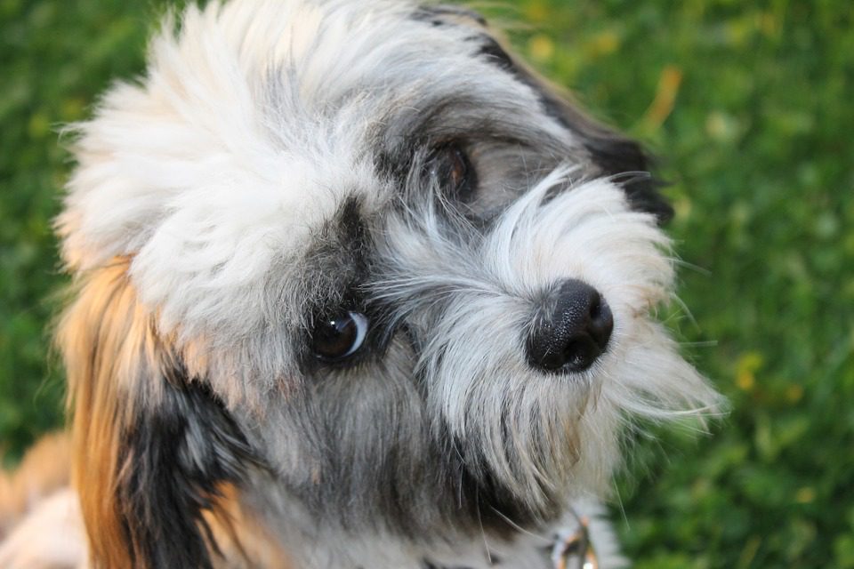 Havanese is a toy breed dog