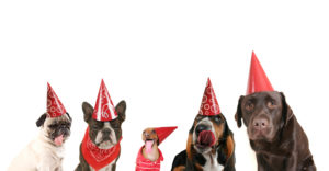 shutterstock_dog-party-128582756