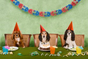 shutterstock_dog-party-93388699