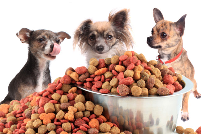 is veterinarian dog food better? three chihuahuas standing over an overflowing bowl of kibble dry dog food