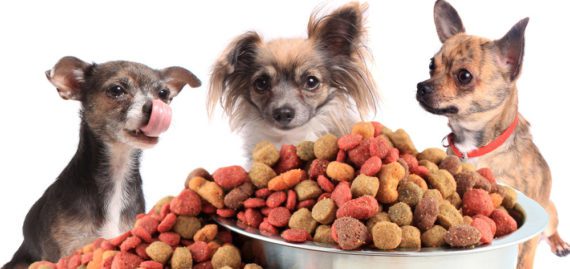 three chihuahuas sitting behind a big bowl with overflowing kibble