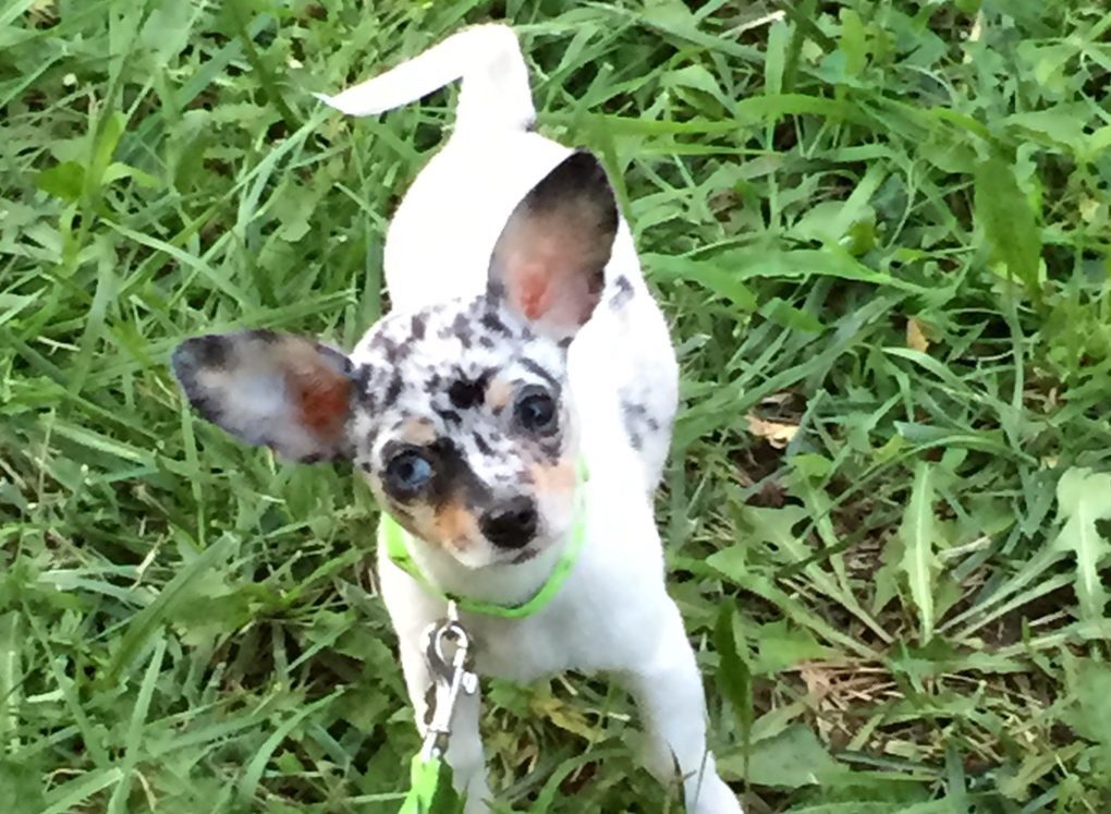 A blue merle Chihuahua with mostly white and blue merle and brown muzzle, a green collar and a blue left eye looking at camera