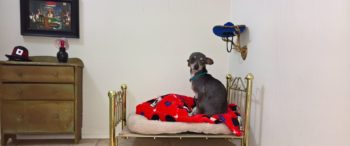 ht_dog_bedroom_bed_em_160907_12x5_1600