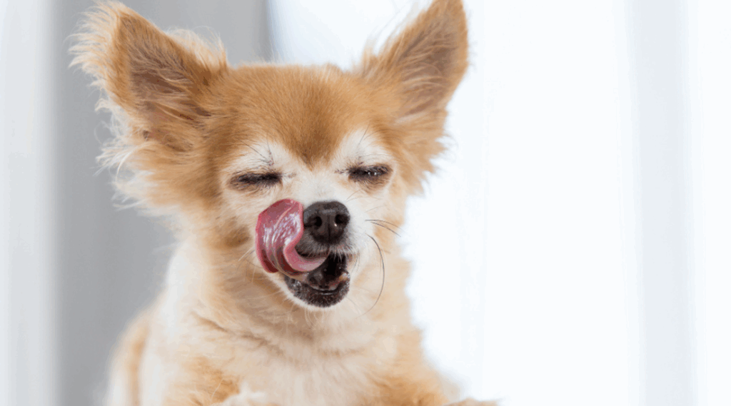 best dog food for chihuahuas chihuahua licking lips in satisafaction