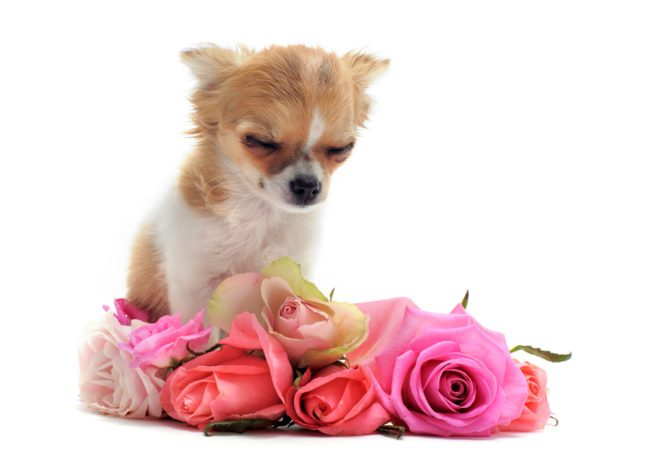 sad chihuahua, eyes closed with a wreath of roses in front on white background