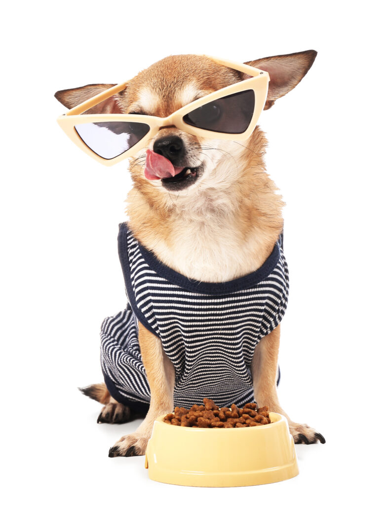 best dog food for a Chihuahua