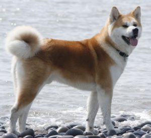 This is a Japanese Akita