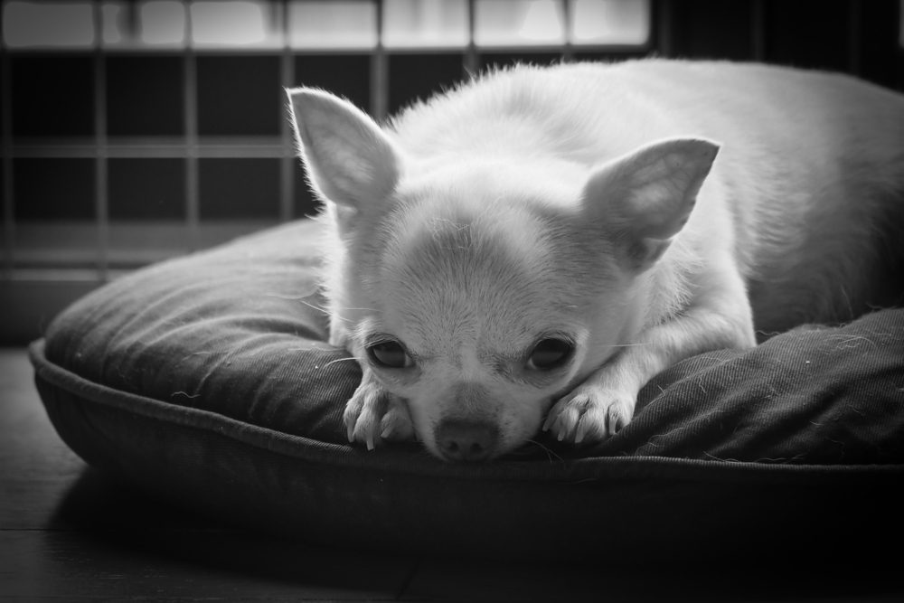 Do dogs grieve? a black and white photo of a chihuahua on pillow looking very sad