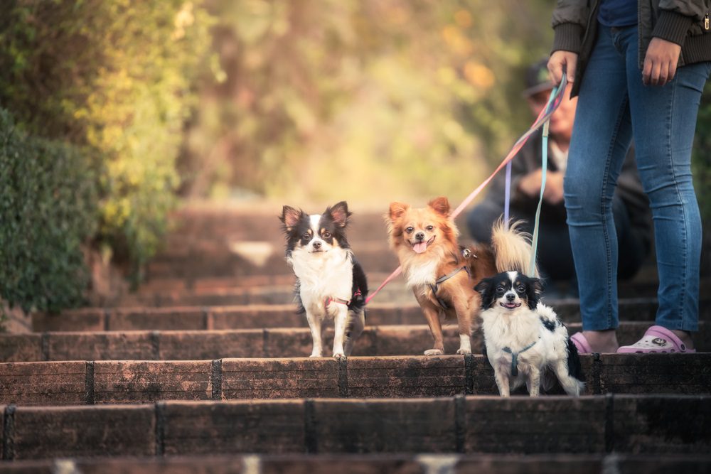 three chihuahuas on a leash standing on steps looking at camera with blurred yellow and brown background