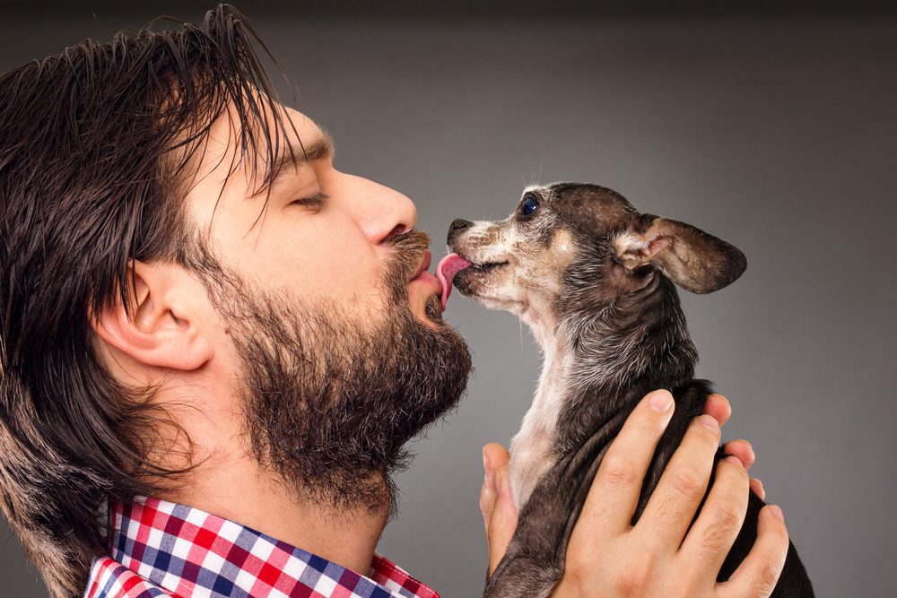 why do dogs lick, man holding a chihuahua up to his face and the chihuahua is licking him in the face
