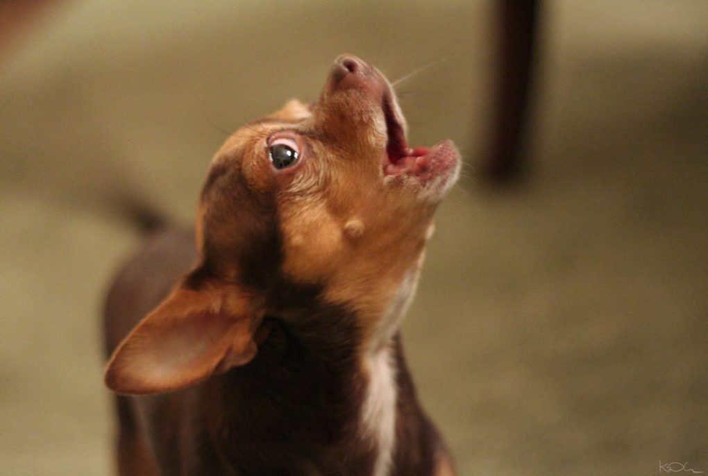 why do dogs howl brown and tan short haired chihuahua howling blurred green background