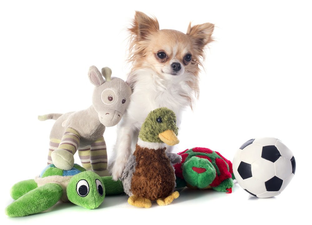 gifts for dogs chihuahua surrounded by toys
