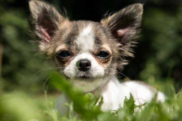 chihuahua eating grass