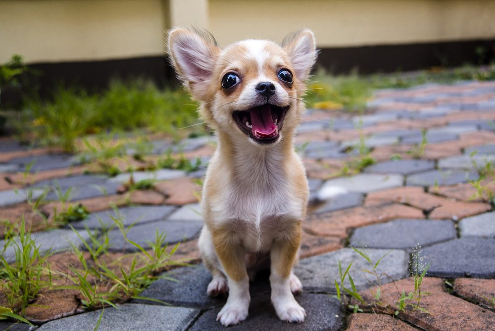 How to Stop Your Chihuahuas Aggression. How to Stop it or