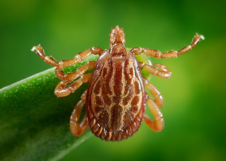 lyme disease in dogs, picture of a deer tick