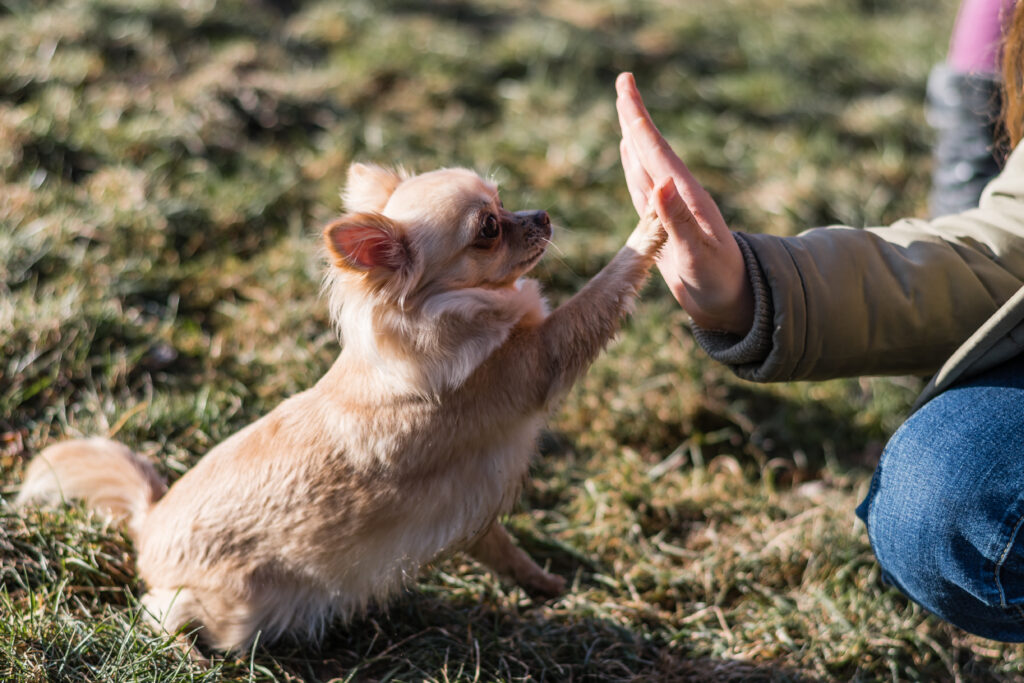 dominance based or positive based dog training-chihuahua touching person's hand