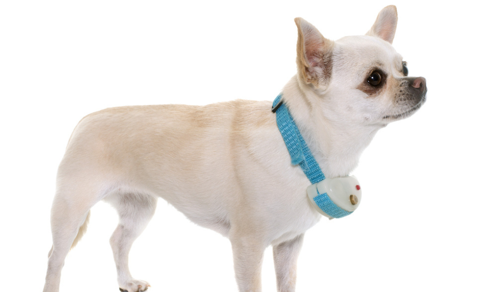chihuahua wearing an electric collar is dominance based dog training method