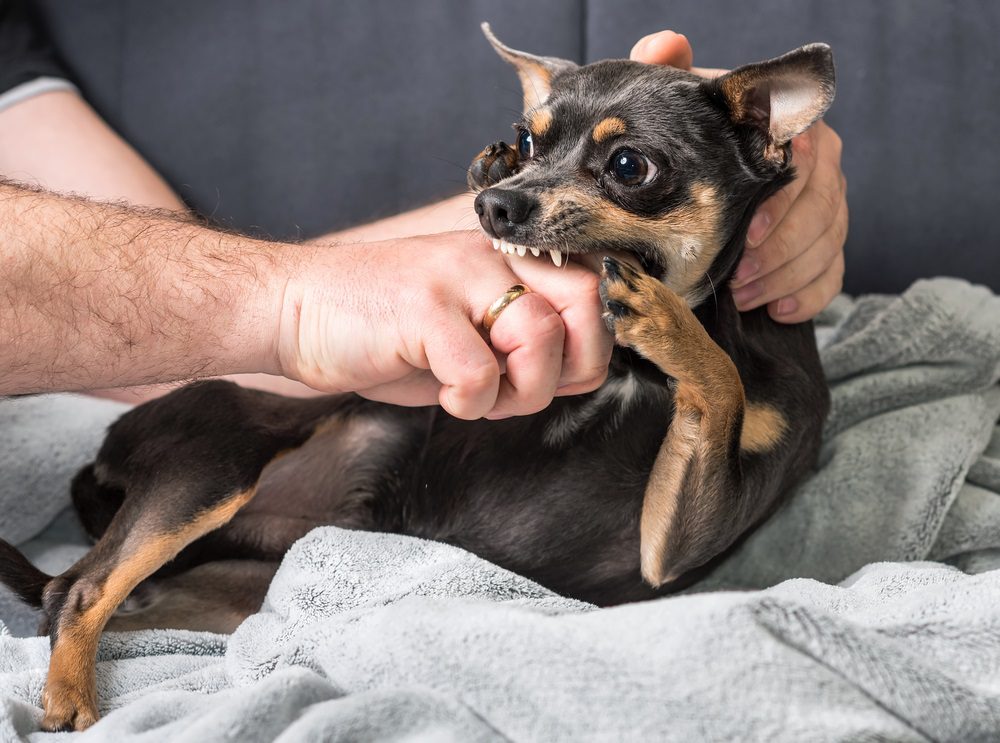 a black and tan Chihuahua biting a man's hand with grey backgound