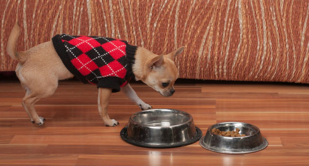 how to stop your chihuahuas aggression. does your chihuahua guard his toys or food?