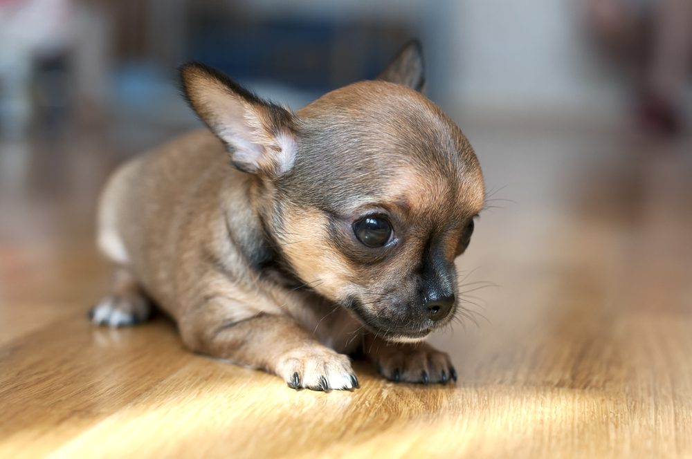 adopt a chihuahua puppy, tiny brown chihuahua puppy on hard wood floor