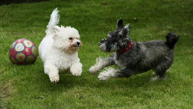 little dog syndrome, a scottie and a white dog playing