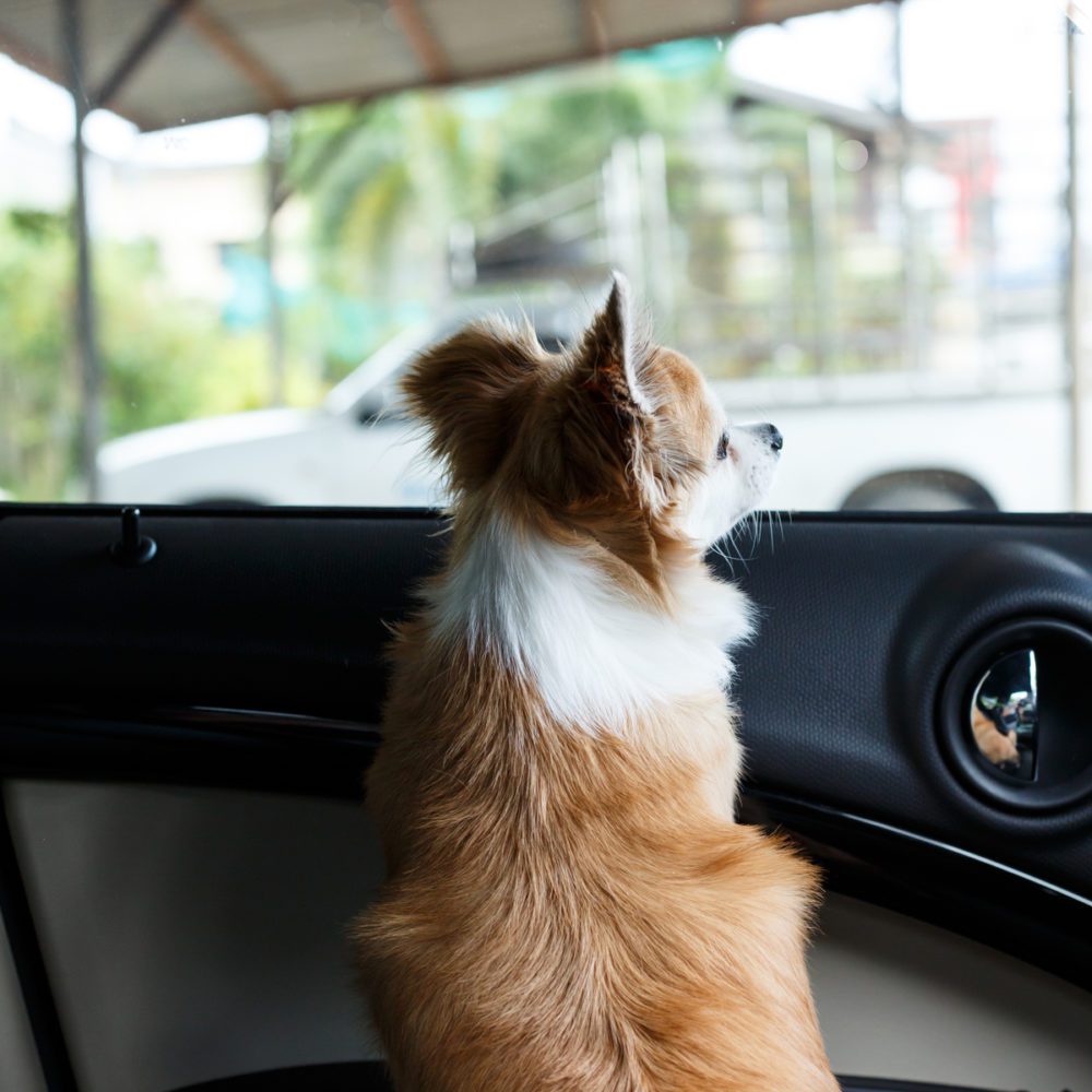 brown and whit chihuahua in car looking out the front window